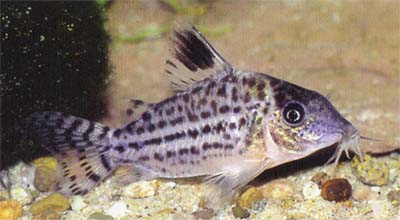 Corydoras sp. C18